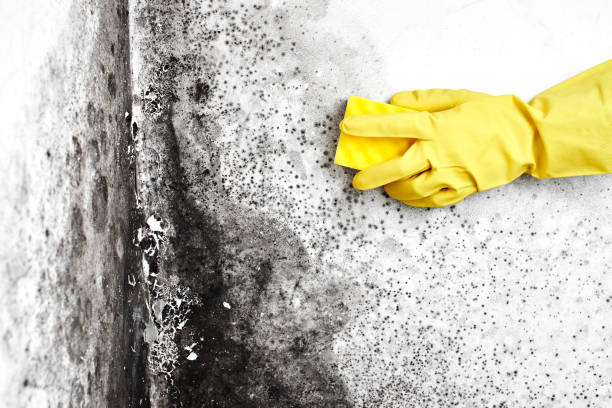 Asbestos and Lead Testing During Mold Inspection in Hurlock, MD